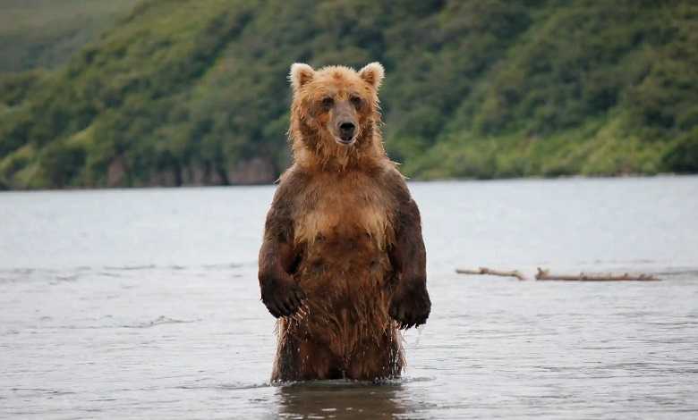 یک خرس قهوه ای به دنبال ماهی قزل آلا در دریاچه 