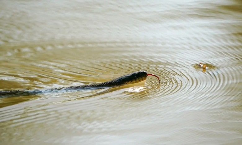 شنای یک مار بر روی سطح رودخانه