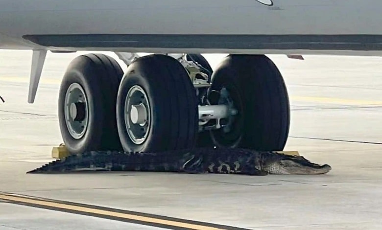 تمساح در کنار چرخ های هواپیما