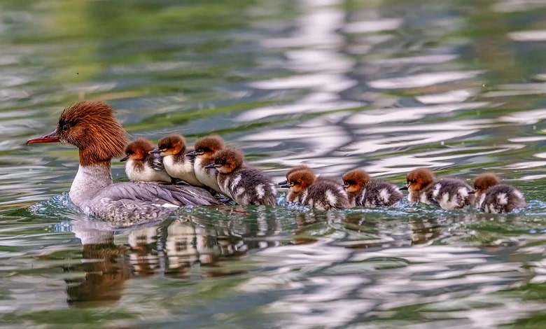 جوجه اردک ها به همراه مادرشان