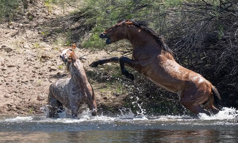 مبارزه اسب های وحشی در رودخانه