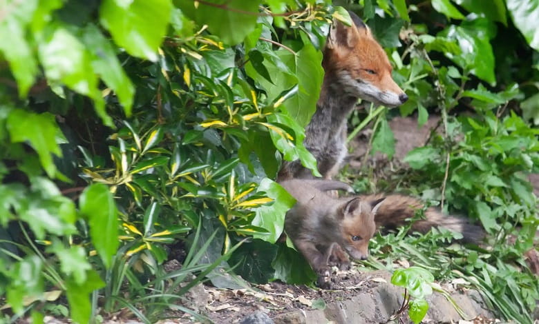 توله روباه ها با همراه مادرشان در حال بیرون آمدن از لانه خود