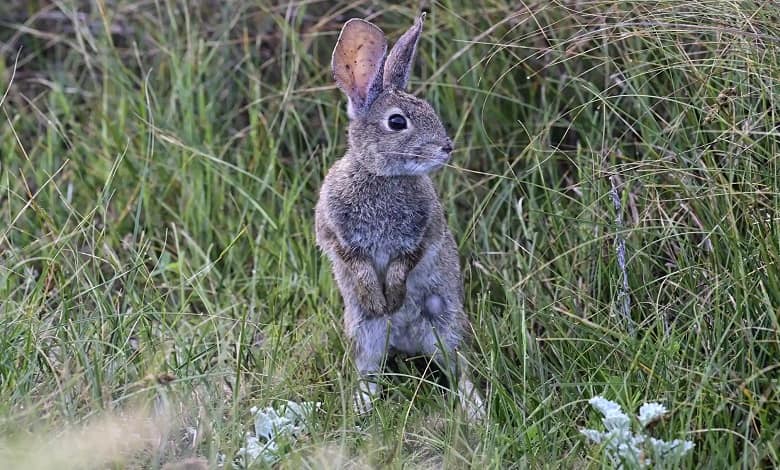 خرگوش خاکستری در جستجوی غذا