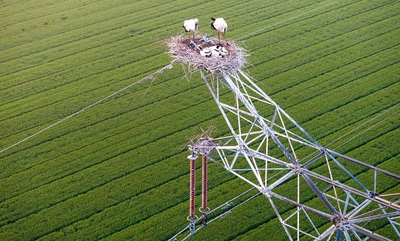  لک لک های شرقی از جوجه ها در لانه خود در بالای دکل شبکه برق در شرق چین مراقبت می کنند