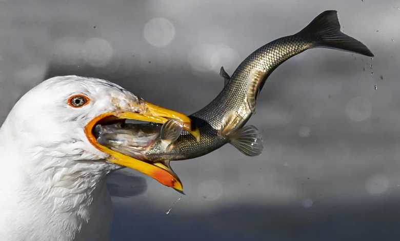 مرغ دریایی در حال خوردن ماهی کفال