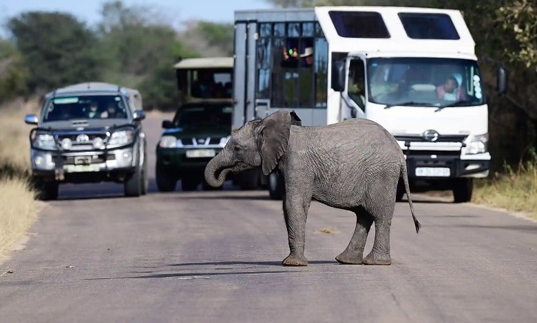 بچه فیل در حال حرکات نمایشی برای رانندگان