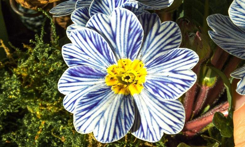 گل آبی گورخری