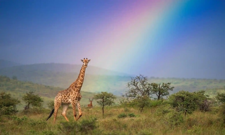 یک زرافه در میان رنگین کمان در پارک ملی آفریقای جنوبی 