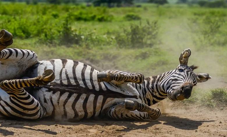 زمین خوردن یک گورخر در پارک ملی کنیا