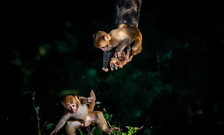 بچه میمون ها در حال بازی