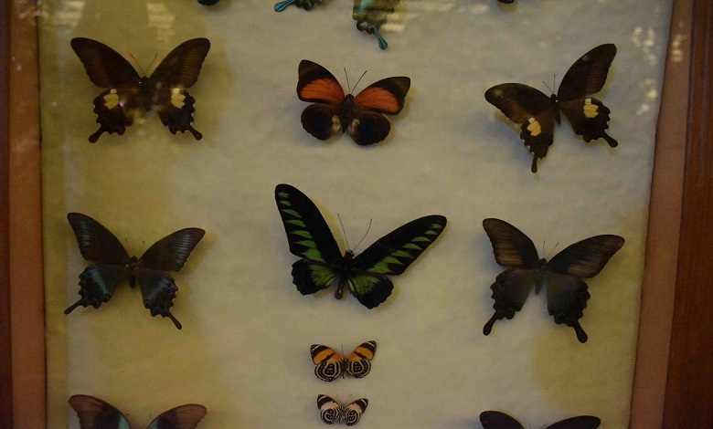 گونه های مختلف پروانه های باغ موزه