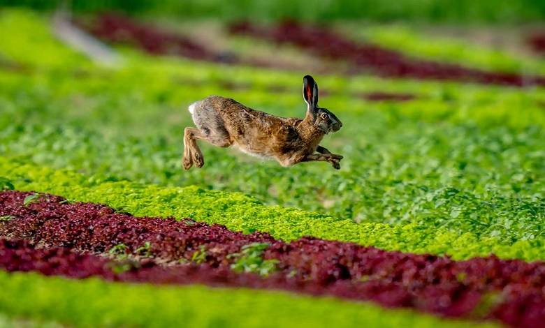 خرگوش در جستجوی غذا