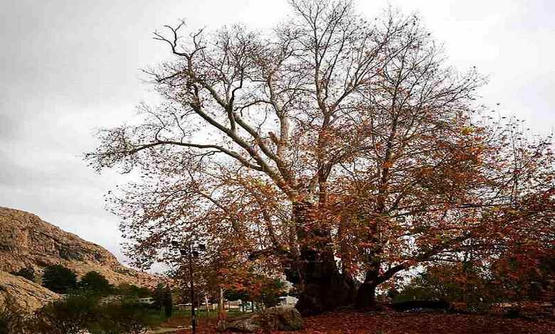 ثبت ملی درخت چنار کهنسال تیران در شهرستان راور