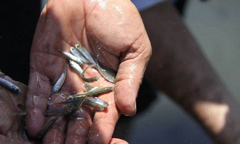 رهاسازی 420 هزار بچه ماهی در آب های دز