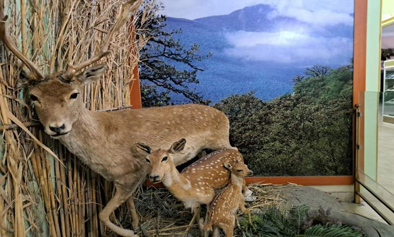 معرفی موزه حیات وحش هفت چنار