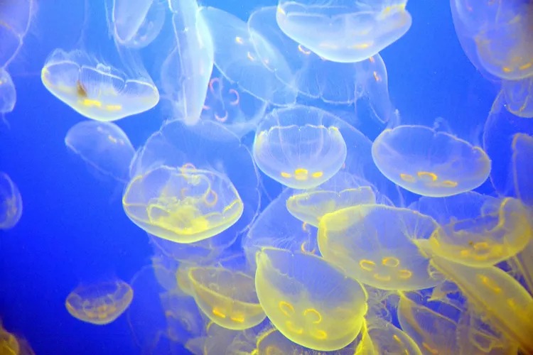 10 مورد از شگفت انگیزترین حیوانات شفاف دنیا