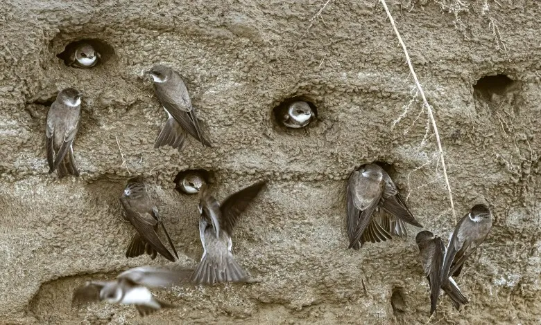 یک کلونی از مارتین های شنی