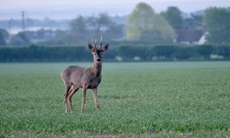 یک گوزن در مزرعه 