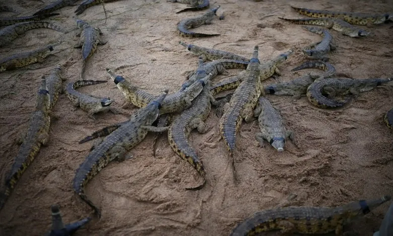 گروهی از کروکودیل ها