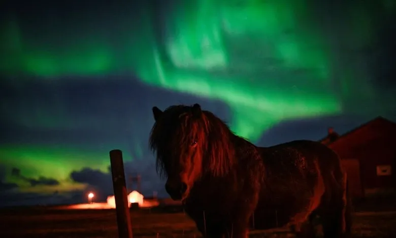 یک اسب در زیر شفق شمالی 