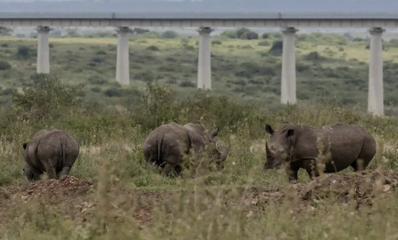چرای کرگدن های سیاه در نزدیکی راه آهن مرتفع در پارک ملی نایروبی