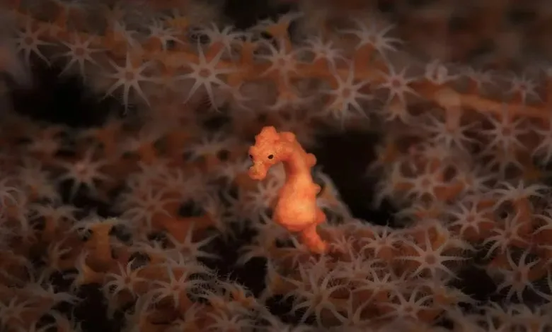 اسب دریایی پیگمی دنیز