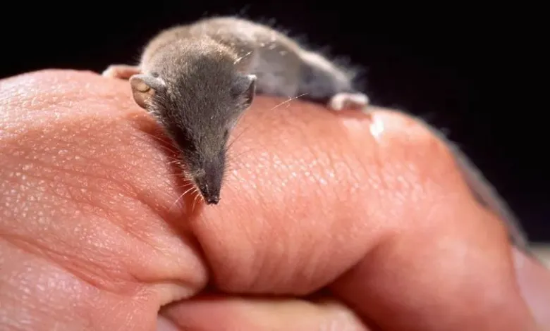 زیرک اتروسکی