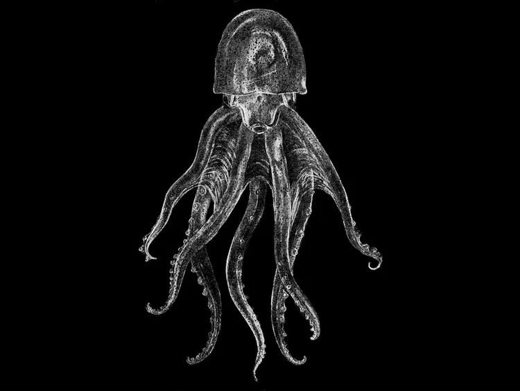 اختاپوس شیشه ای