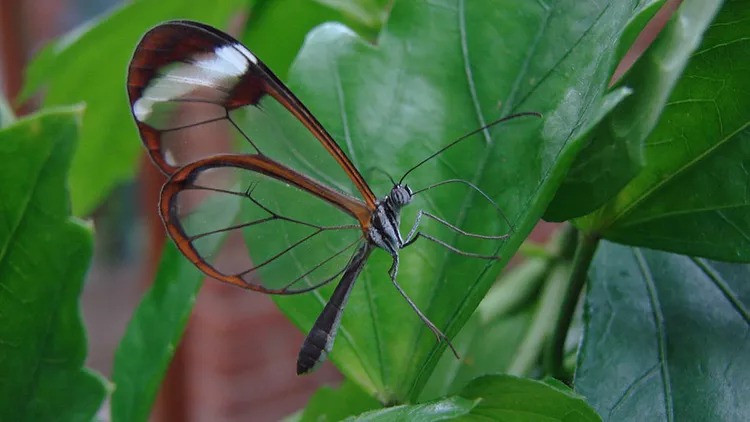 پروانه شیشه ای