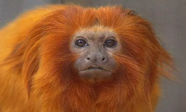 شیر طلایی تامارین