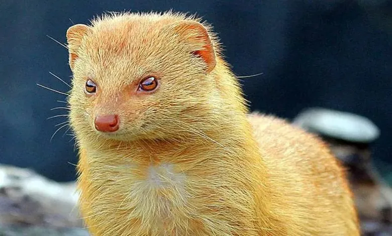 مانگوز باریک طلایی