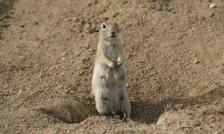 سنجاب علفزار در مزرعه