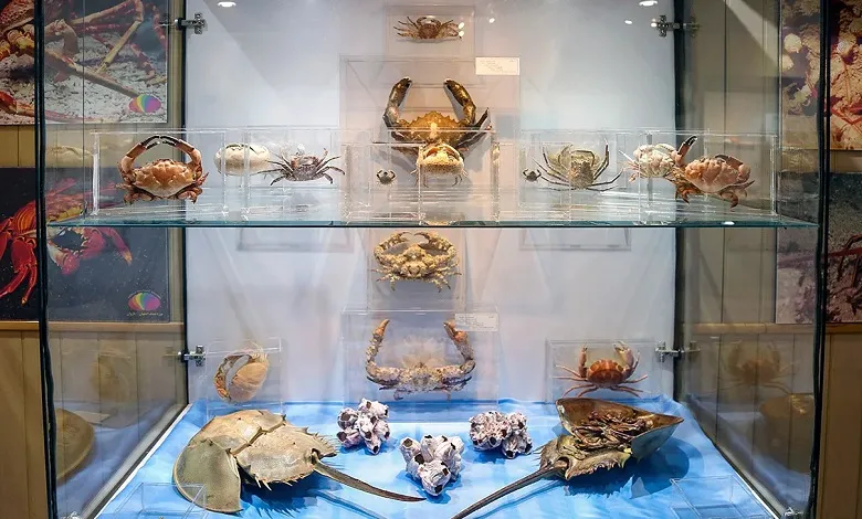 معرفی موزه صدف اصفهان