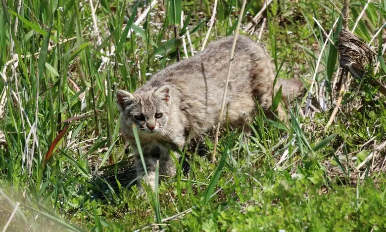 گربه پلنگی در امتداد رودخانه ای در گانگ نیونگ کره جنوبی 