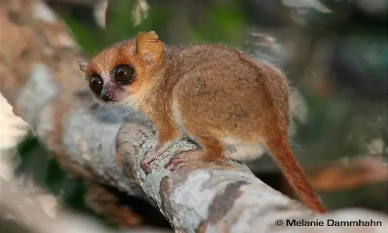 لمور موش مادام برت