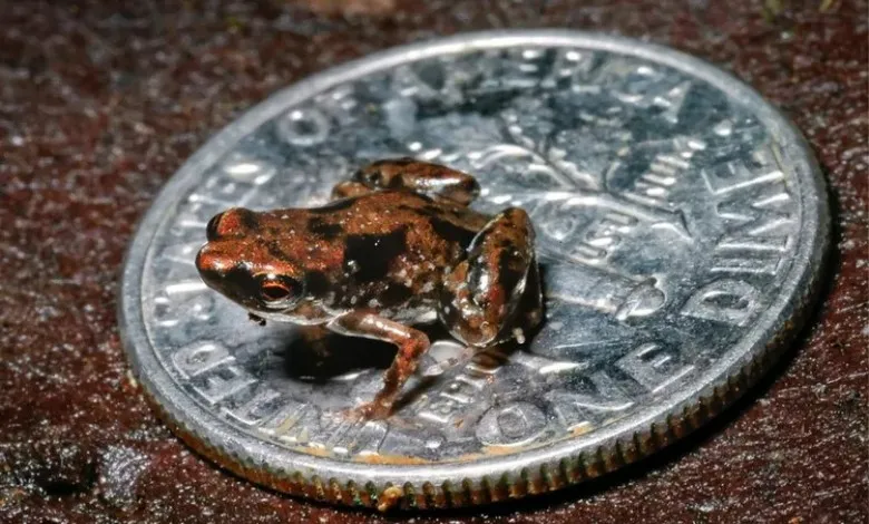 ریزقورباغه آمائو