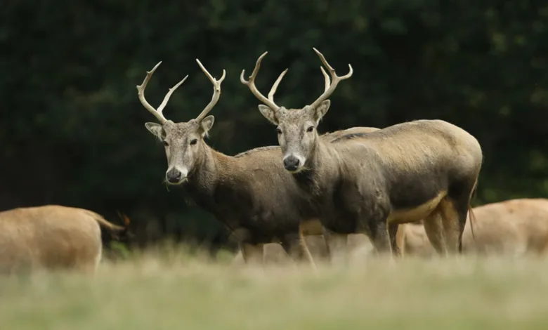 گوزن پر داوید جزو جالب ترین حیوانات جهان