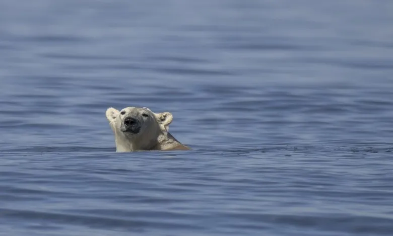 خرس قطبی در حال شکار