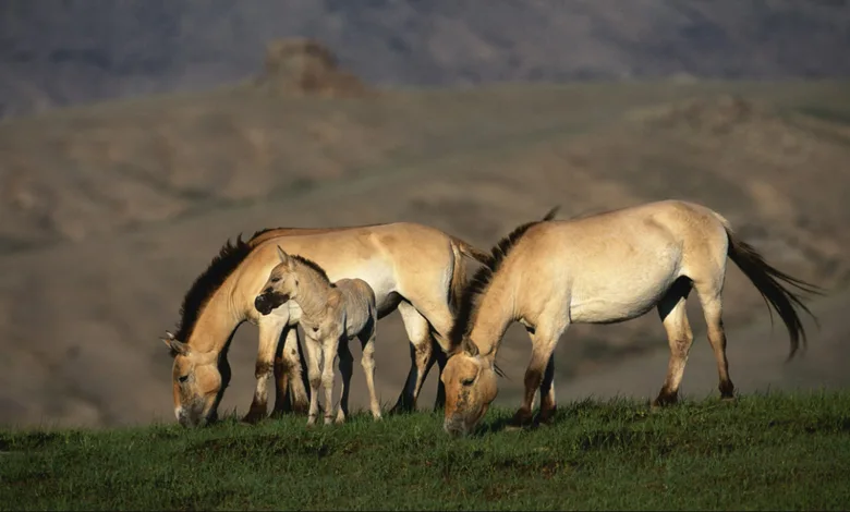 اسب شوالسکی