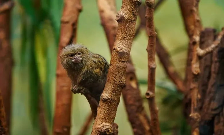 مارموست پیگمی
