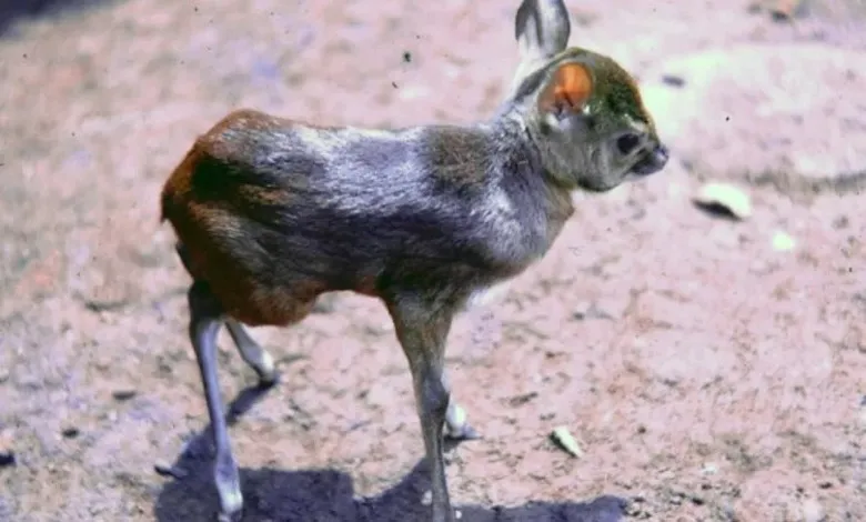 آنتلوپ سلطنتی