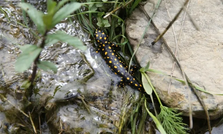 سمندر در نهری در شرق ترکیه کمین کرده است