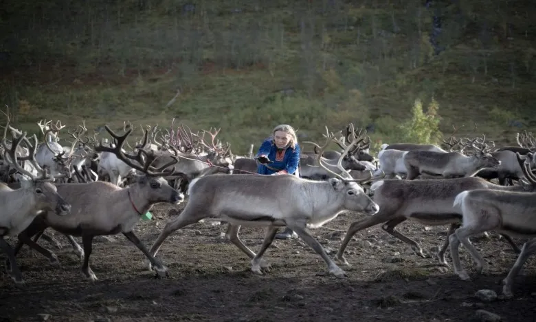 مادر گله‌دار سامی