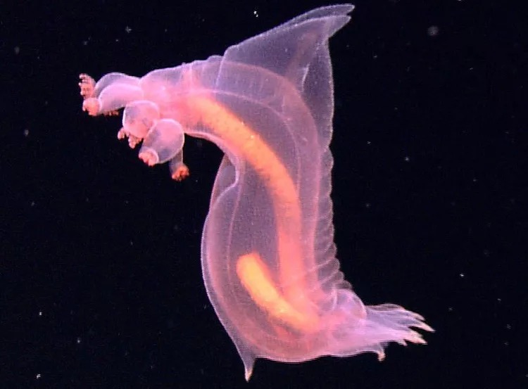 خیار دریایی شفاف