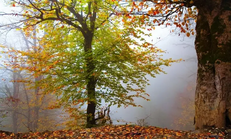 سفر به ماسال در پاییز