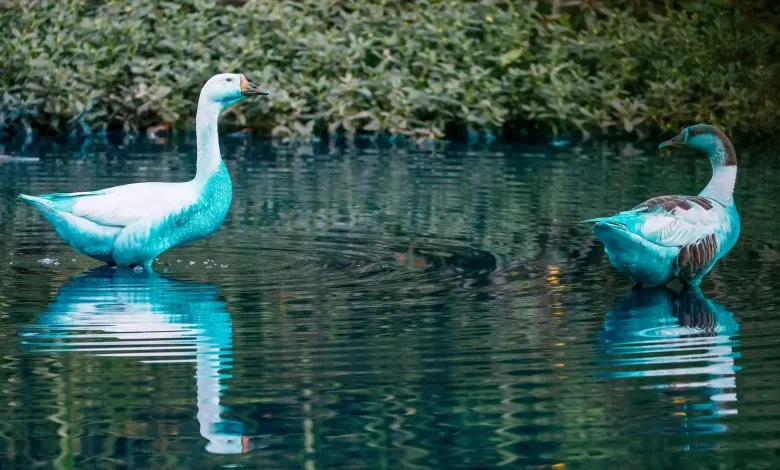 دو پرنده آبزی رنگارنگ