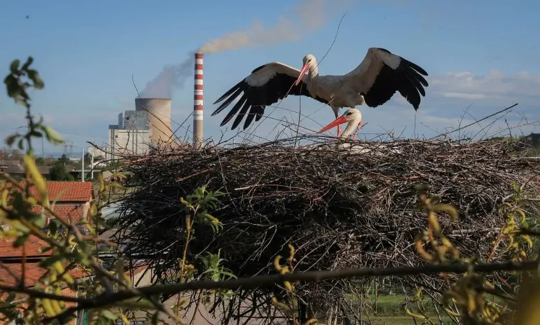 لک لک های سفید روی لانه خود در نزدیکی نیروگاه زغال سنگ