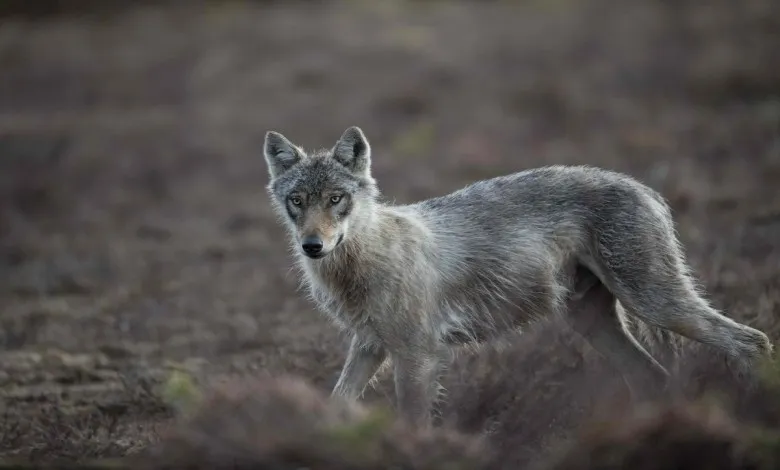  گرگ در یک چمنزار