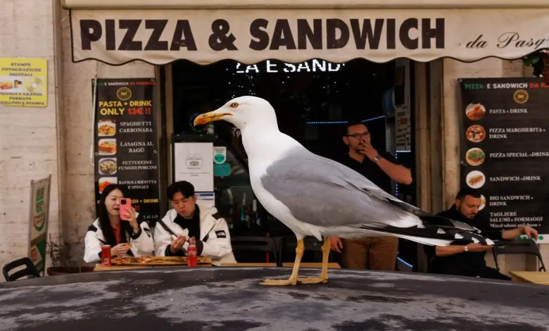 مرغ دریایی بالای ماشینی بیرون از یک کافه در نزدیکی شهر واتیکان نشسته است.
