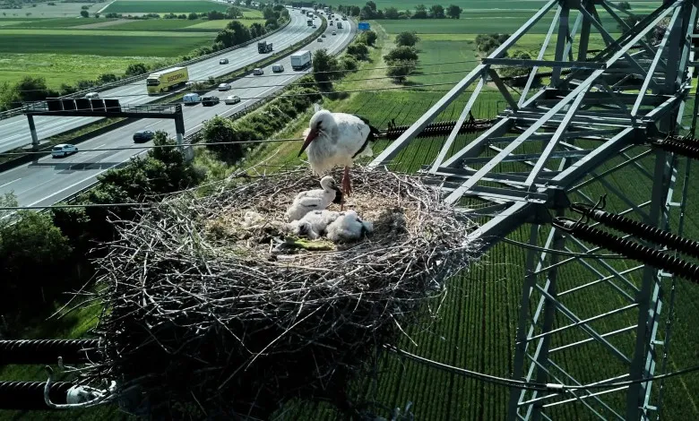 یک مادر لک لک و جوجه هایش